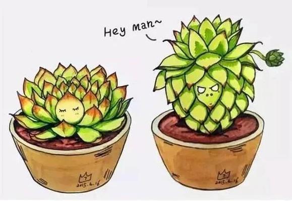 多肉植物的培育技巧有哪些？如何避免多肉植物徒长？