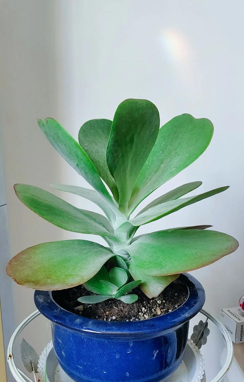 多肉植物需要什么样的生长环境？如何为多肉创造最佳条件？