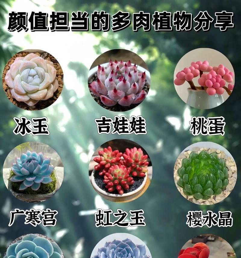 多肉植物需要什么样的生长环境？如何为多肉创造最佳条件？