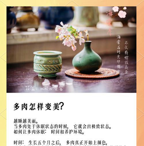 多肉植物需要什么样的生长环境？如何为多肉创造最佳条件？
