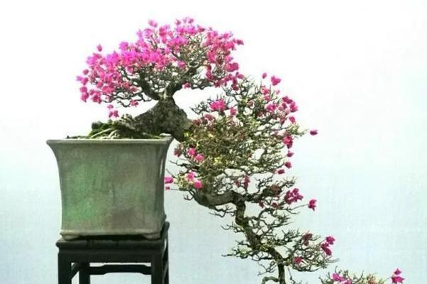 海岛气候适合哪些植物生长？