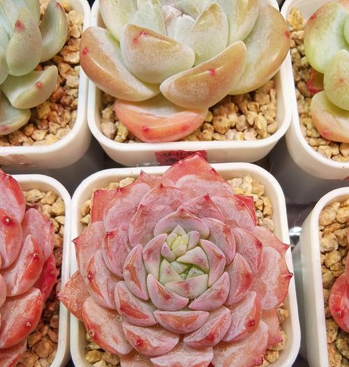 多肉植物枯萎后如何挽救？