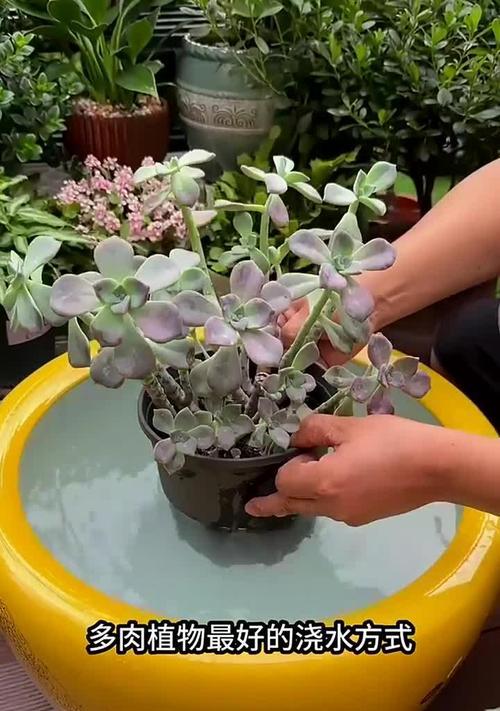 多肉植物枯萎后如何挽救？