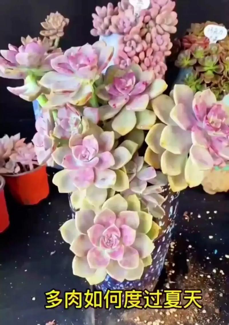 多肉植物枯萎后如何挽救？
