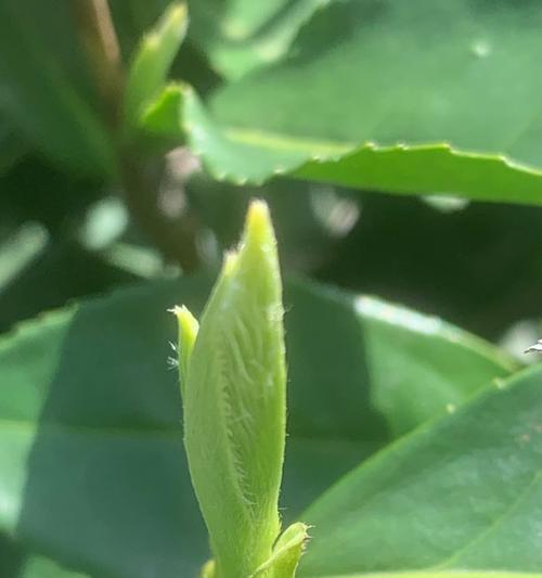 茶叶花的修剪方法是什么？如何正确剪枝促进茶叶花生长？