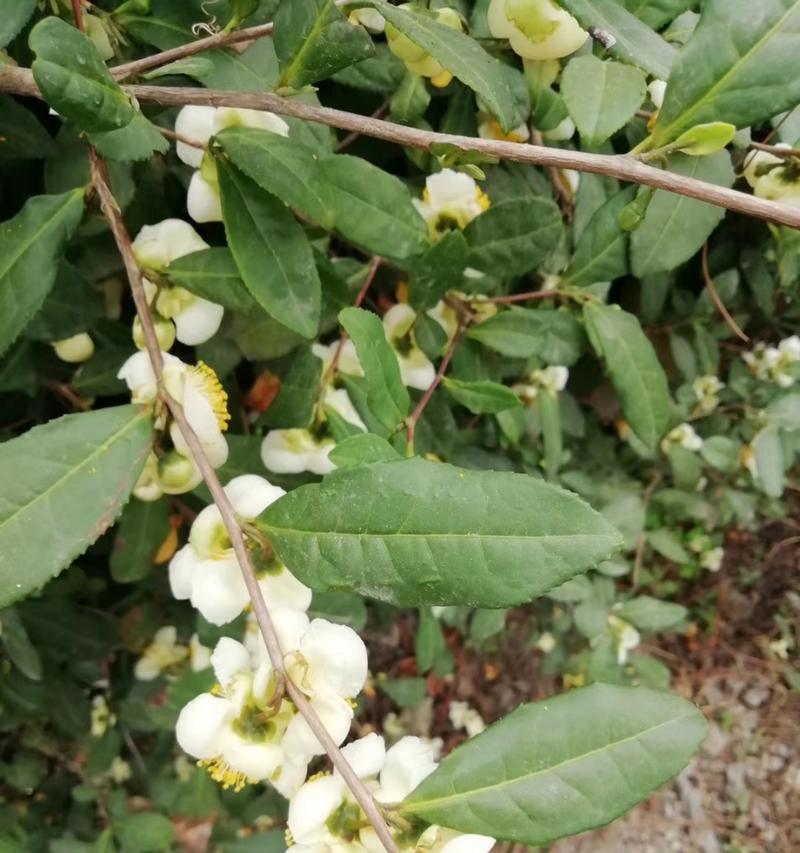 茶叶花的修剪方法是什么？如何正确剪枝促进茶叶花生长？