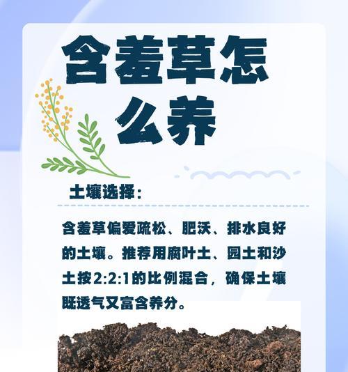 含羞草怎么养？如何让含羞草健康成长？