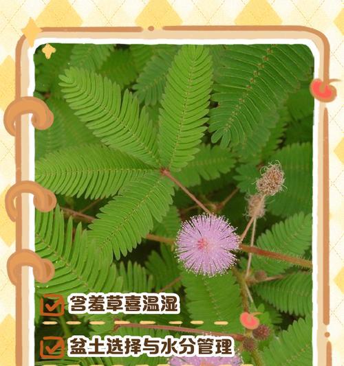 含羞草怎么养？如何让含羞草健康成长？