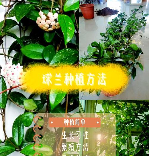 兔子花的养殖条件和注意事项是什么？