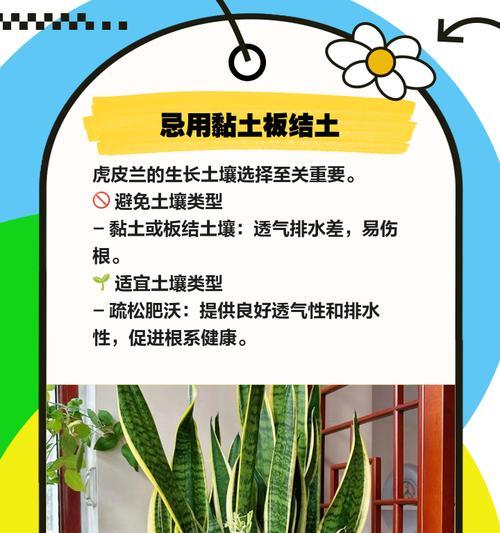 虎皮兰的养殖好处是什么？如何正确养护？