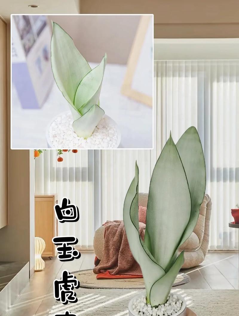 虎皮兰的养殖好处是什么？如何正确养护？