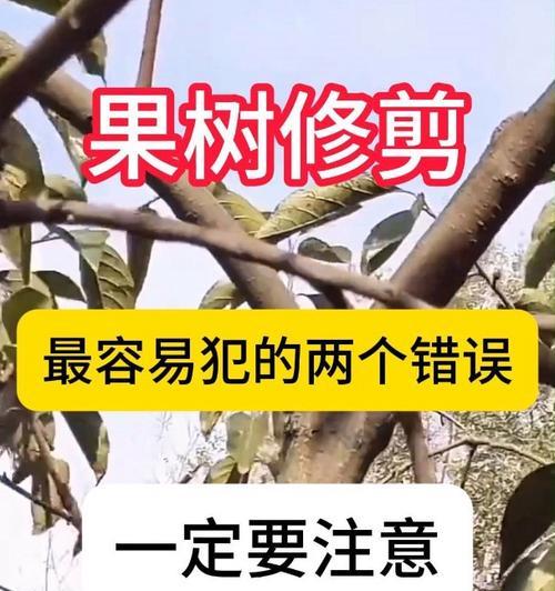 盆栽果树修剪技巧是什么？如何确保挂果多？