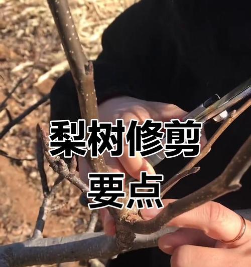 盆栽果树修剪技巧是什么？如何确保挂果多？