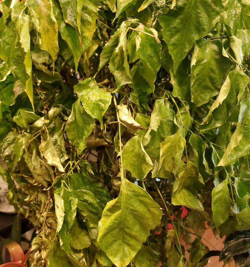 菊花叶子萎蔫时应如何处理？