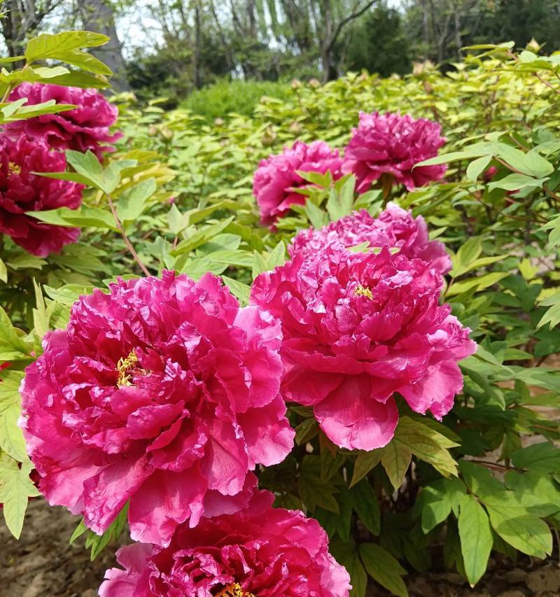 牡丹花养护和施肥技巧有哪些？怎样才能花开得更美？