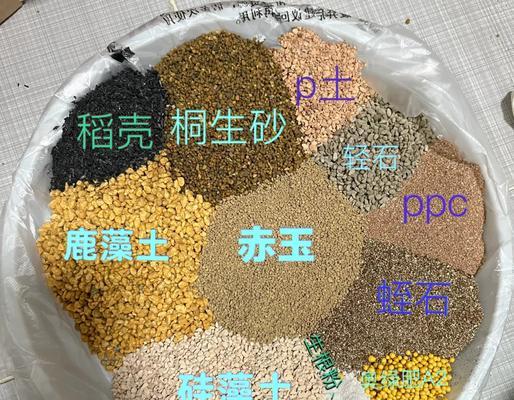 生石花种子保存方法有哪些？如何延长其发芽率？