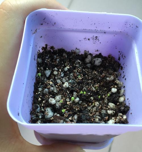 生石花种子保存方法有哪些？如何延长其发芽率？