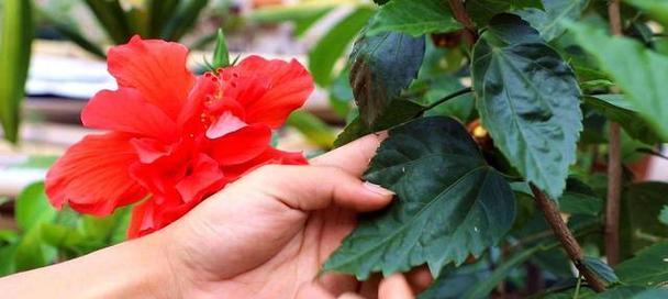 扶桑花的繁殖方法有哪些？如何有效地繁殖扶桑花？