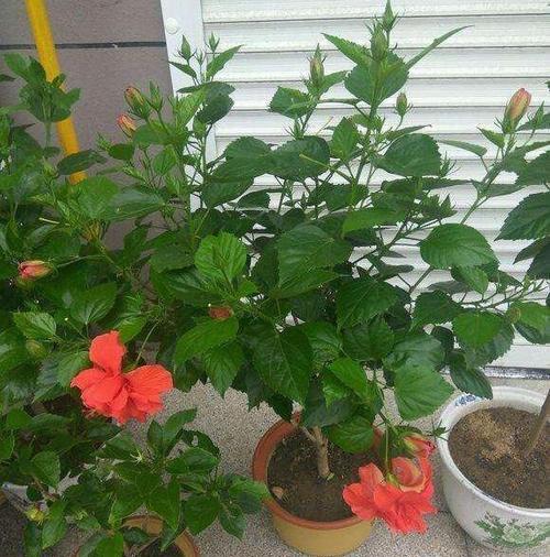 扶桑花的繁殖方法有哪些？如何有效地繁殖扶桑花？