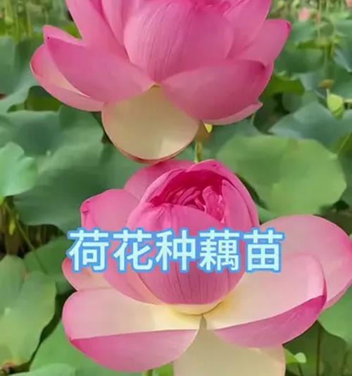 室内荷花怎么养殖方法？有哪些技巧可以养好室内荷花？