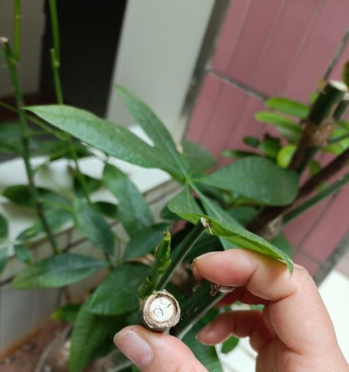 发财树修剪后如何促进快速恢复？