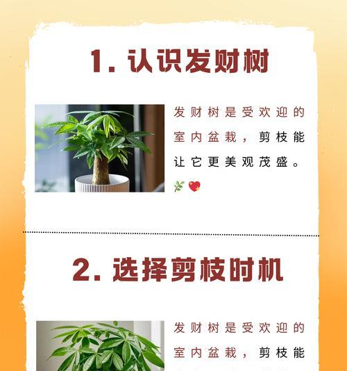 发财树修剪后如何促进快速恢复？