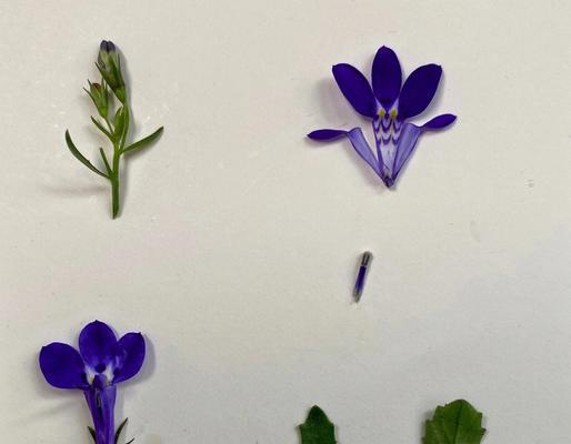 翠蝶花什么时候播种？播种前需要准备什么？