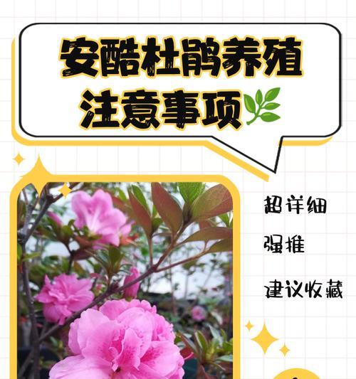 杜鹃花秋季养护的注意事项是什么？