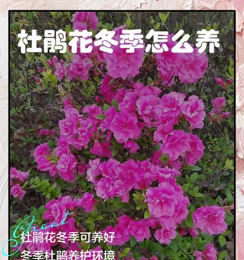 杜鹃花秋季养护的注意事项是什么？