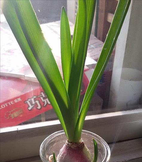 水培风信子的步骤是什么？水培风信子需要注意哪些事项？