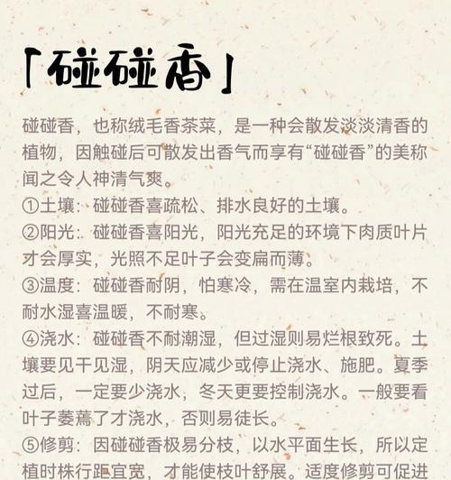 碰碰香叶子变黄是什么原因？
