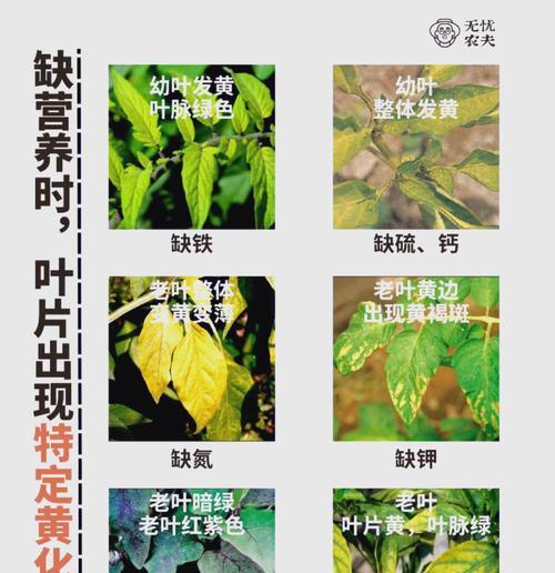 碰碰香叶子变黄是什么原因？