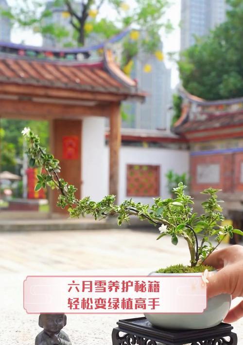 六月雪的养殖方法是什么？如何确保其良好生长？