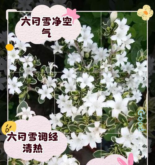 六月雪的养殖方法是什么？如何确保其良好生长？