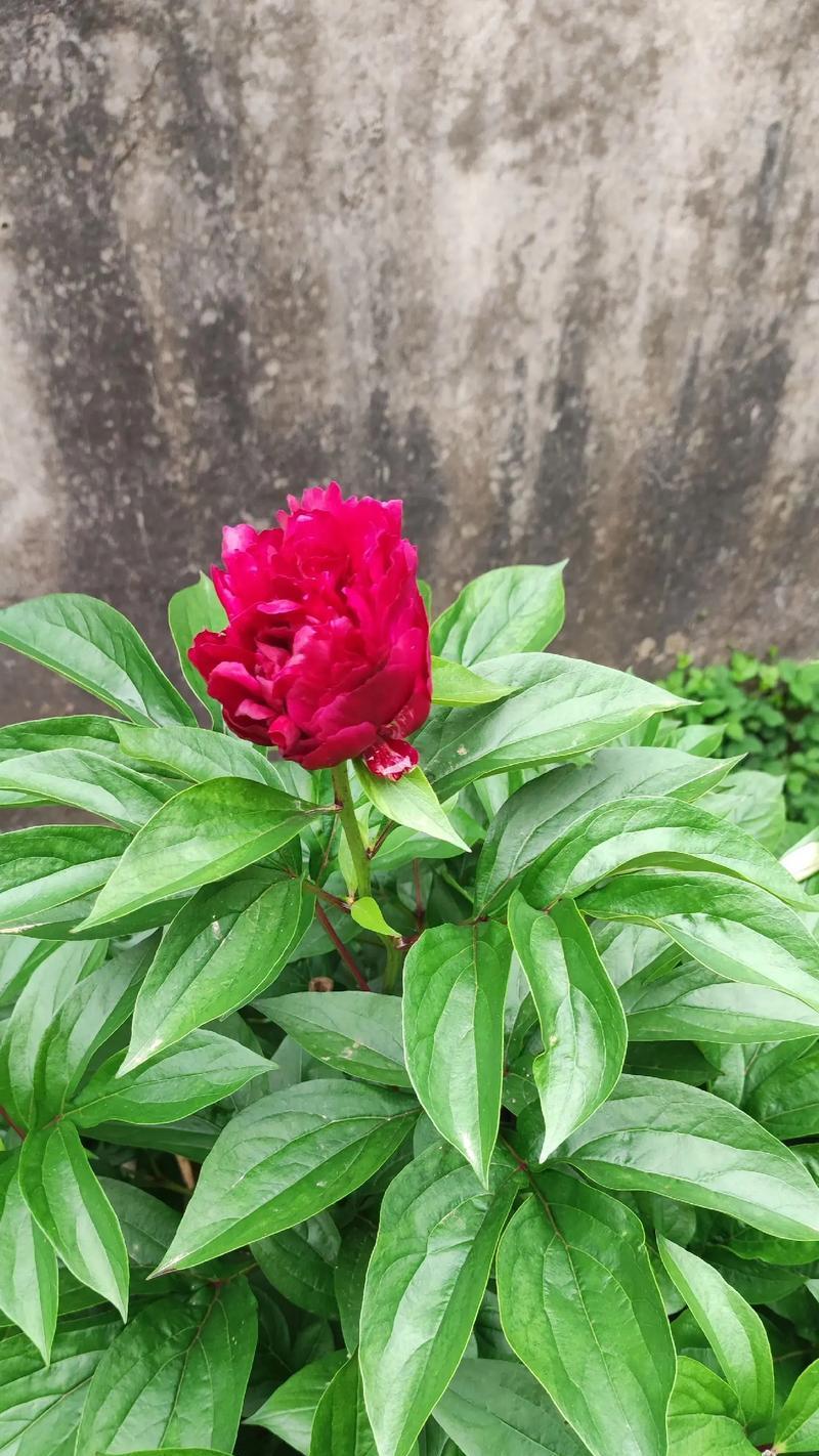 牡丹不开花的原因是什么？如何解决？