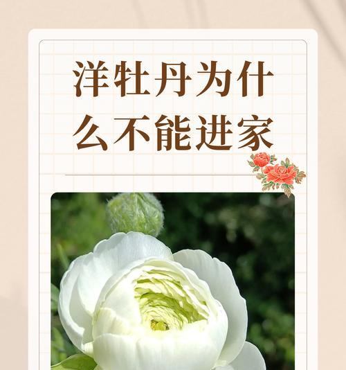 牡丹不开花的原因是什么？如何解决？
