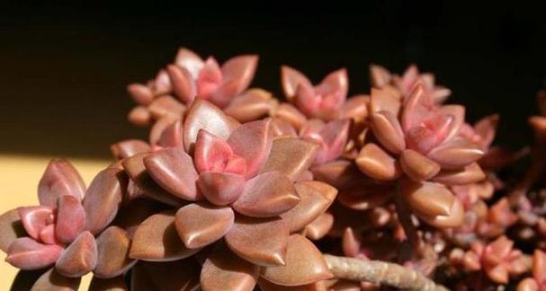 姬胧月多肉植物如何照料？养殖姬胧月的秘诀是什么？