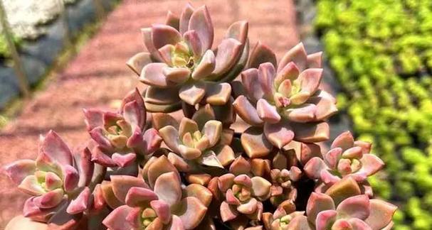 姬胧月多肉植物如何照料？养殖姬胧月的秘诀是什么？