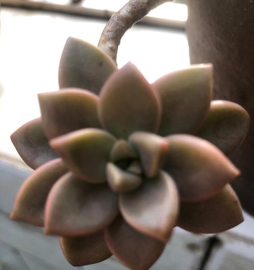 姬胧月多肉植物如何照料？养殖姬胧月的秘诀是什么？
