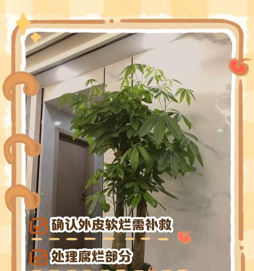 院子里的发财树如何管理？
