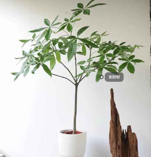 院子里的发财树如何管理？