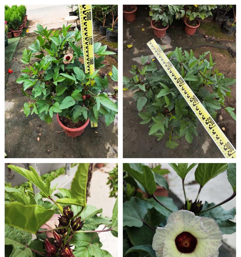 玫瑰茄种植需要注意什么？