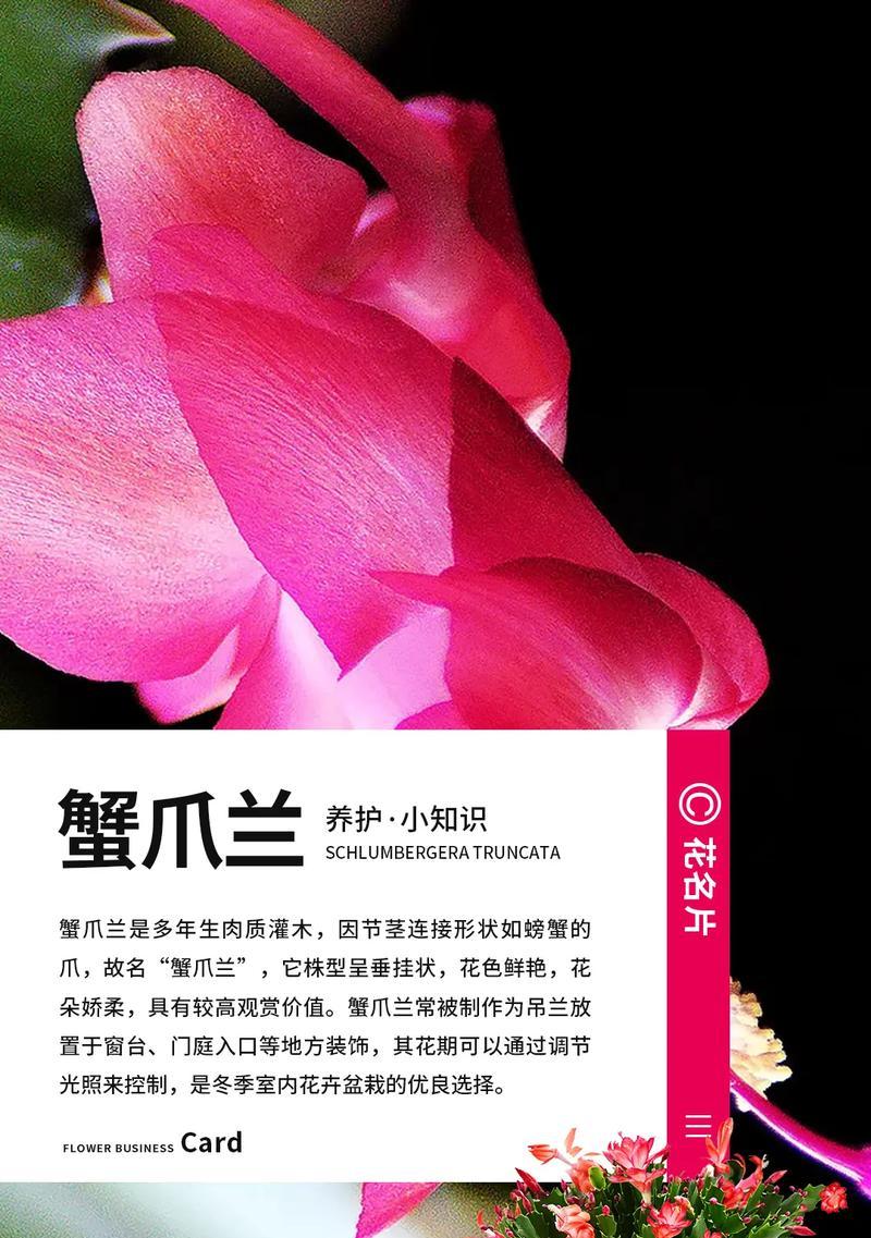 蟹爪兰叶子发红的原因是什么？蟹爪兰叶子为何会发红？