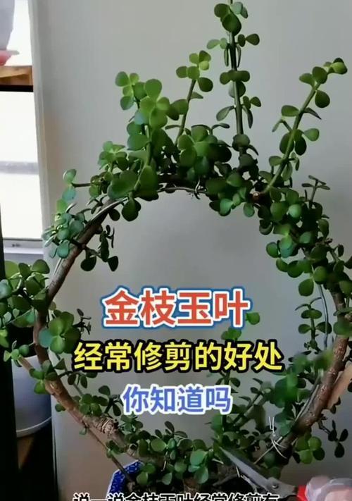金枝玉叶修剪的最佳时机是什么时候？怎样修剪才能促进分枝？