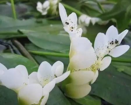 水葫芦冬季如何过冬？有哪些特别的养护技巧？