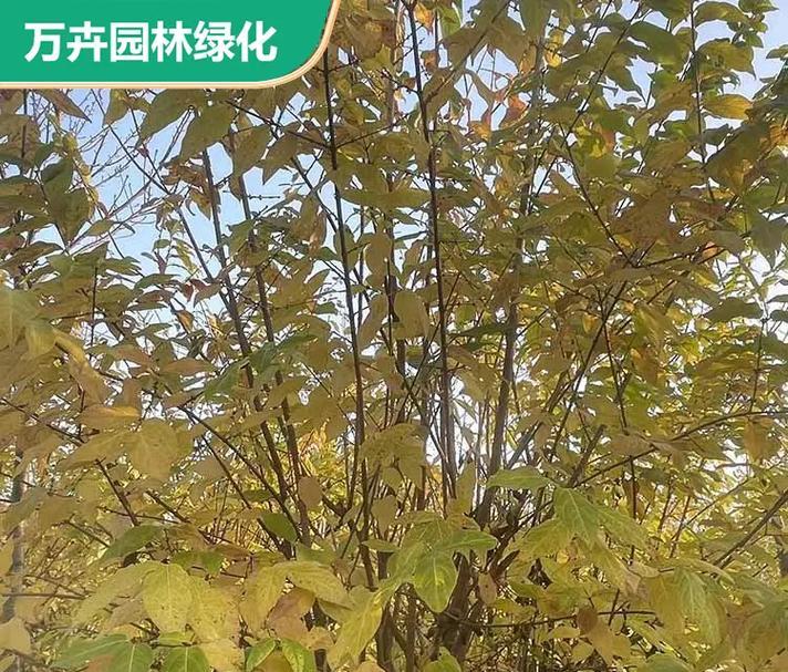 腊梅花种植步骤是什么？如何确保成活率？