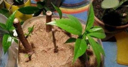 腊梅花种植步骤是什么？如何确保成活率？