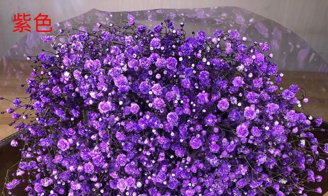 紫色满天星的养殖方法是什么？如何保持其花色鲜艳？