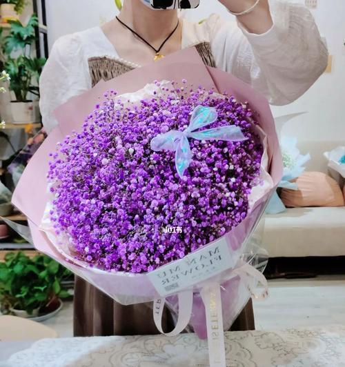 紫色满天星的养殖方法是什么？如何保持其花色鲜艳？