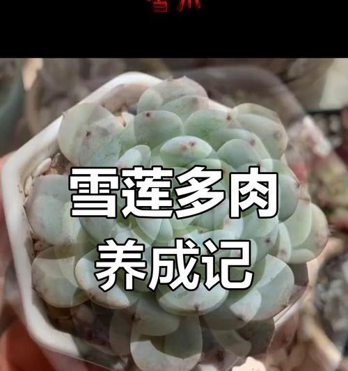 多肉叶尖发黑如何处理？可能的原因和解决方法是什么？